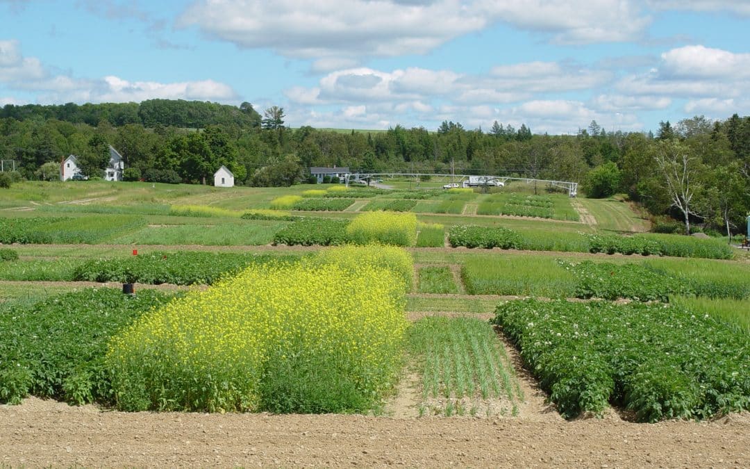 Enhanced Soil Health with Solvita in Maine Potatoes with Compost and Crop Rotations